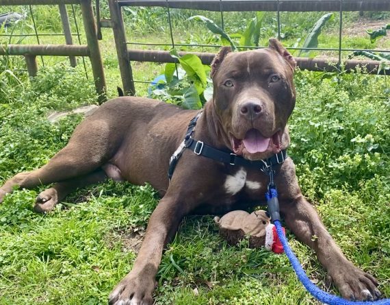 APS of Durham Pet of the Week: Sawyer