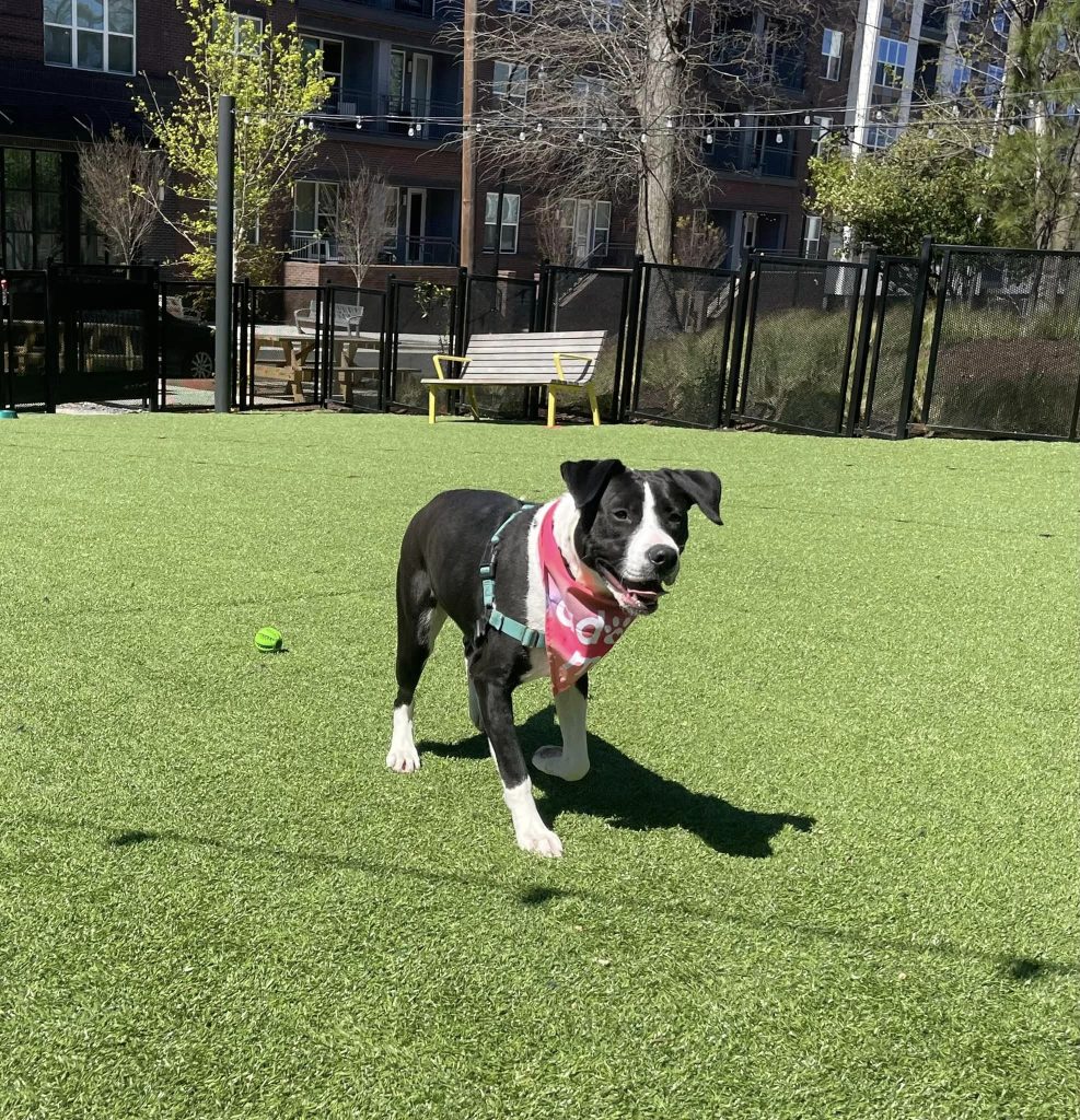 APS of Durham Pet of the Week: Do-si-do